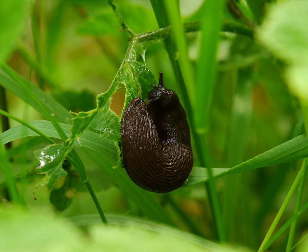 naaktslak Hobokense polder 