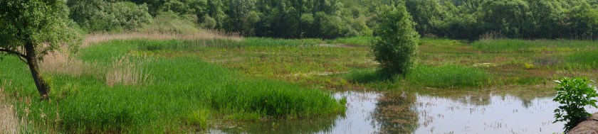 Wandeling van het jaar  wandelen natuurwandeling hobokense polder hoboken Antwerpen België Benelux