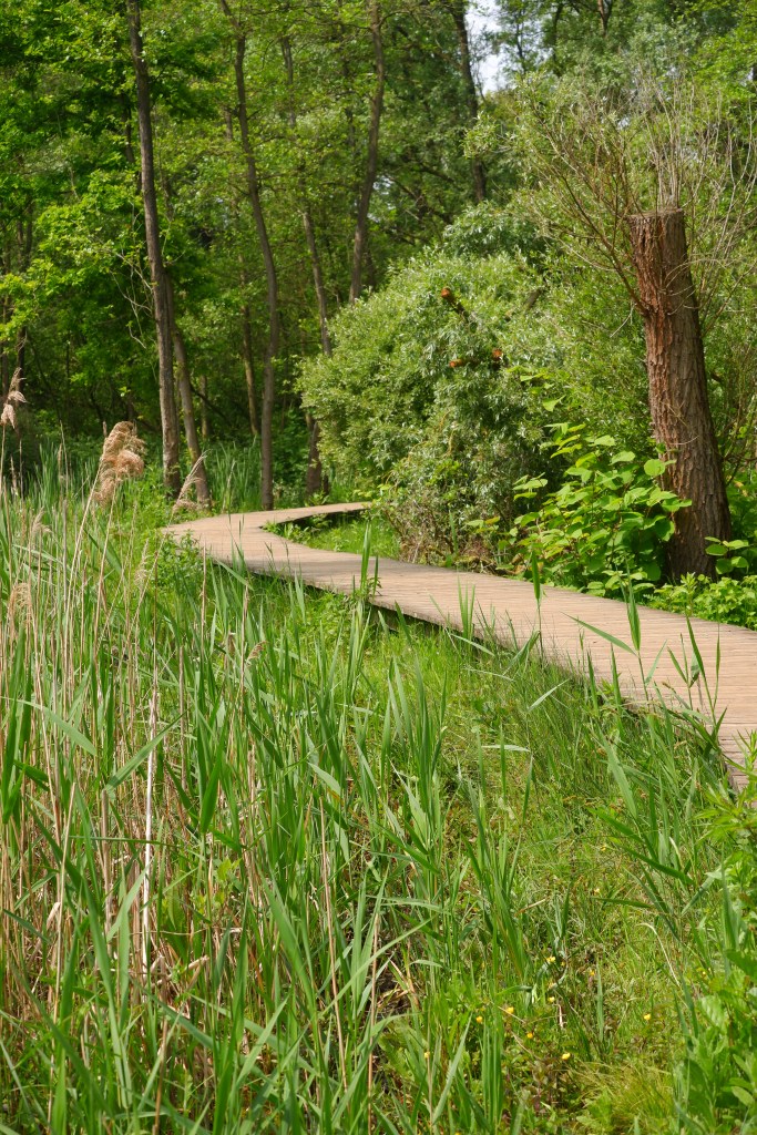Hobokens Polder vlonderpad wandelen

