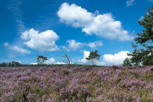 Benelux Heide landschap Nationaal park
