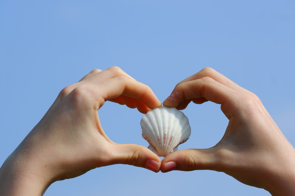 schelp zeeschelp hartje handen
