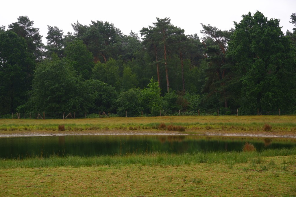 vijver zwartgoorheide Vosselaar natuurdomein 
