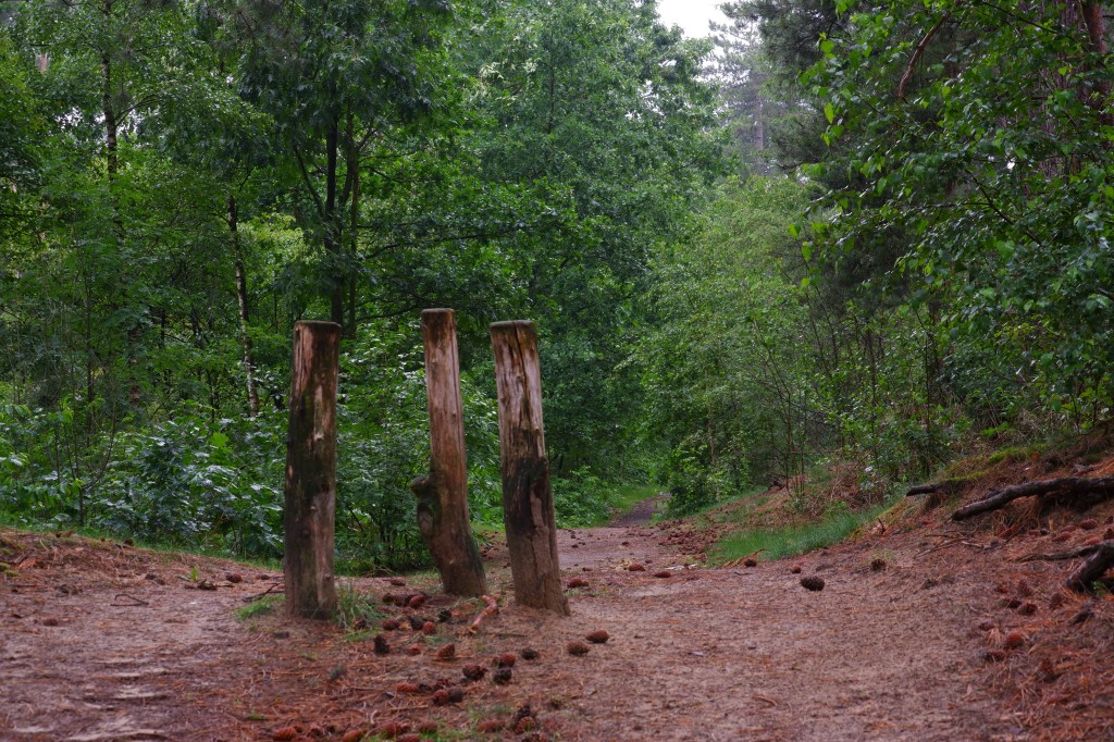 wandelpad bospad wandelroute wandeling natuurwandeling zwartgoorheide vosselaar kempen België 