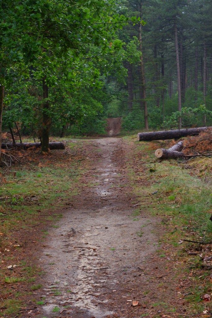 wandelpad wandelroute heuvelachig bos Zwartgoorheide Vosselaar Kempen België 