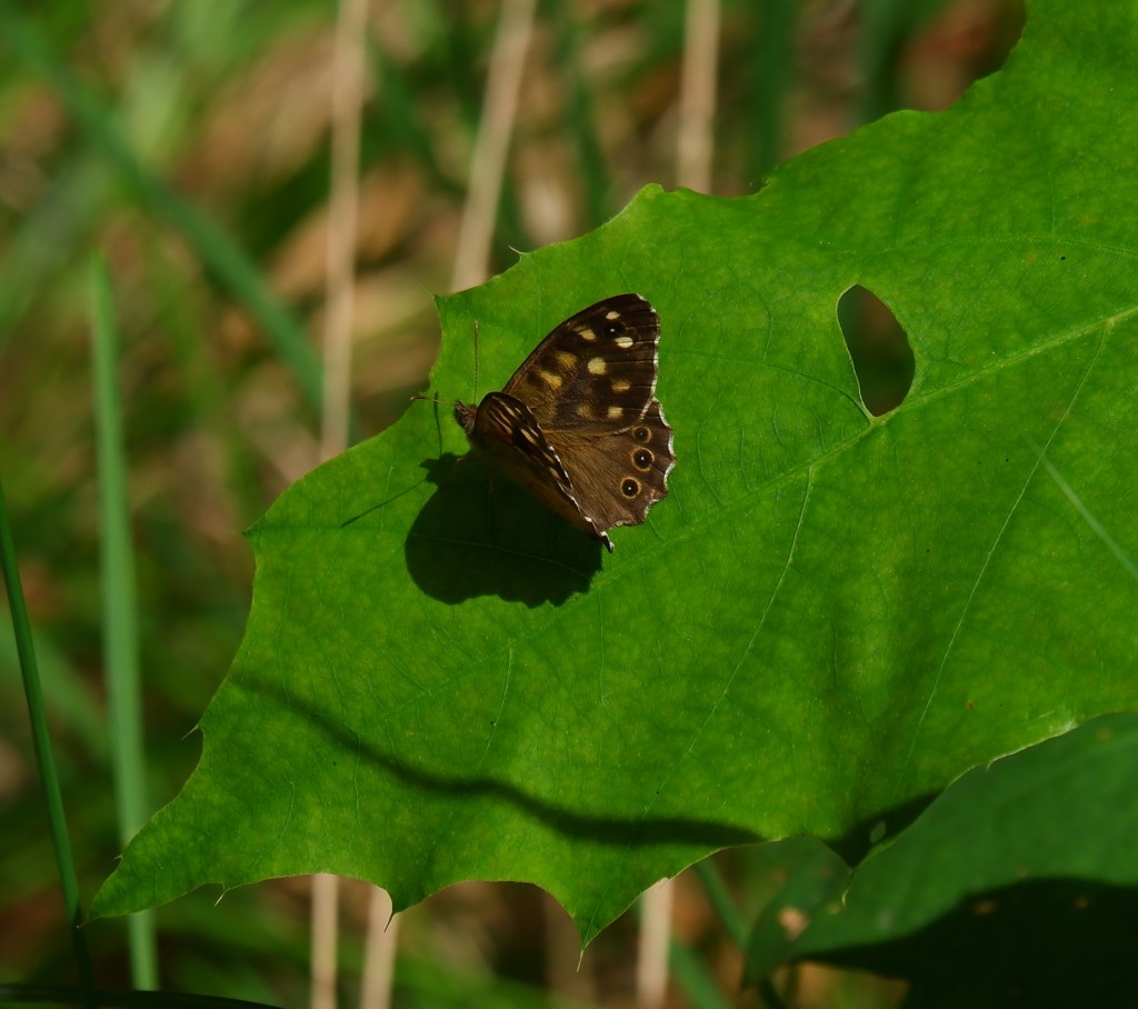 Wandelen vlinders herkennen natuurwandeling België Nederland Benelux bont zandoogje