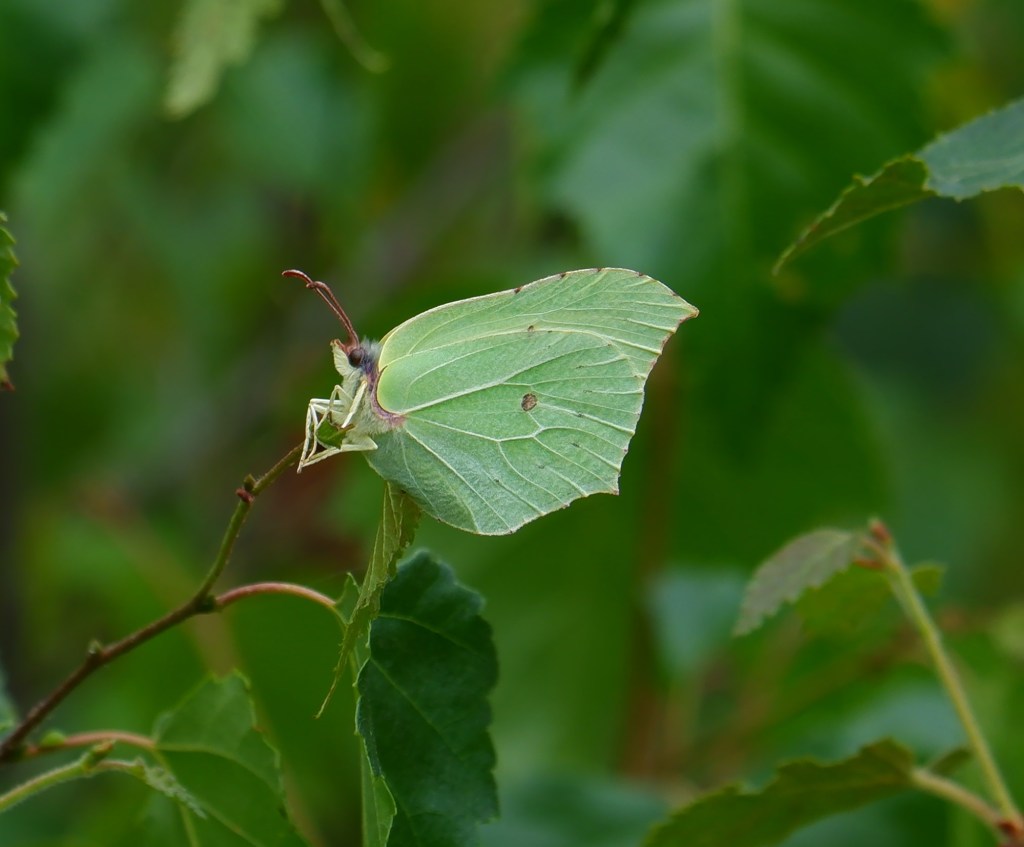 Wandelen vlinders herkennen natuurwandeling België Nederland Benelux citroenvlinder