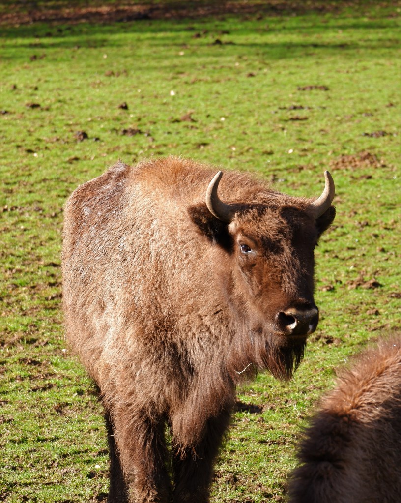 big five Europa wandelen Benelux wandeling Europese bizon dieren wildpark