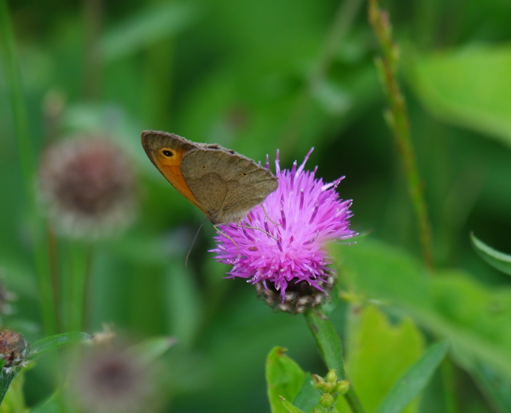 wandeling grotenhoutbos Vosselaar wandelknooppunt wandelroute vlinder bruin zandoogje