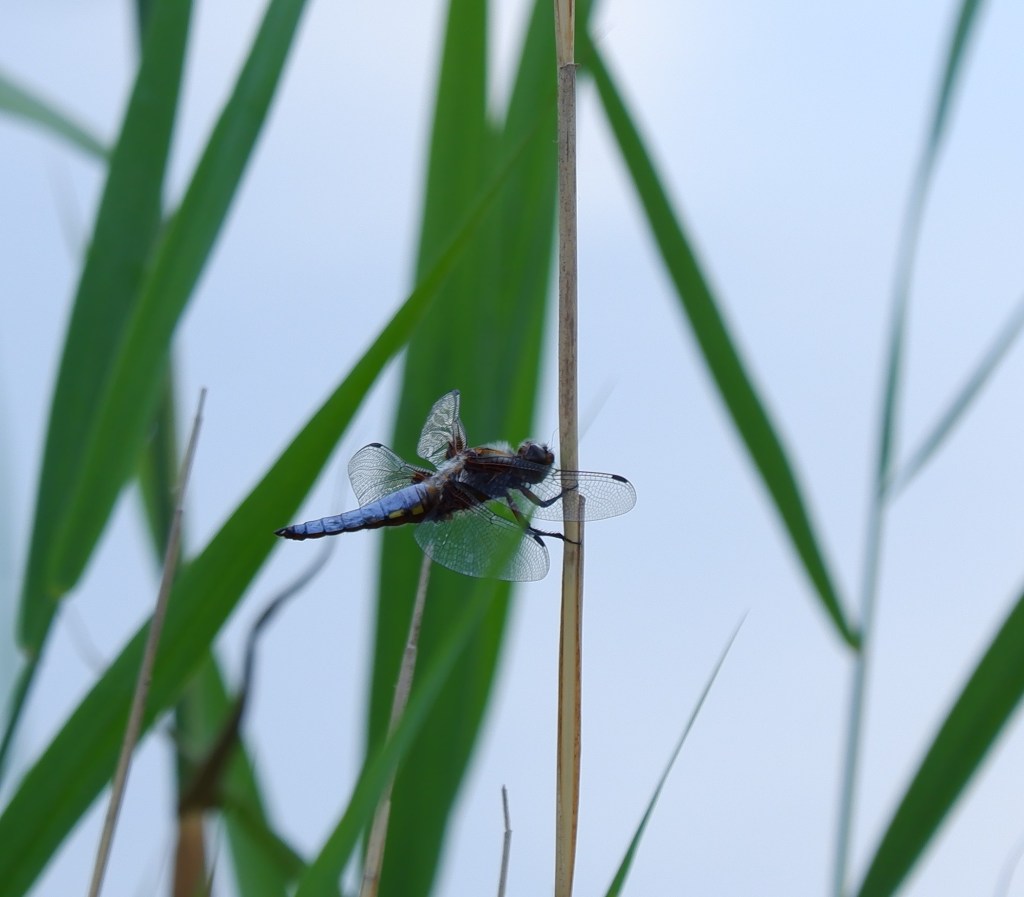 wandeling grotenhoutbos Vosselaar wandelknooppunt wandelroute blauwe libelle