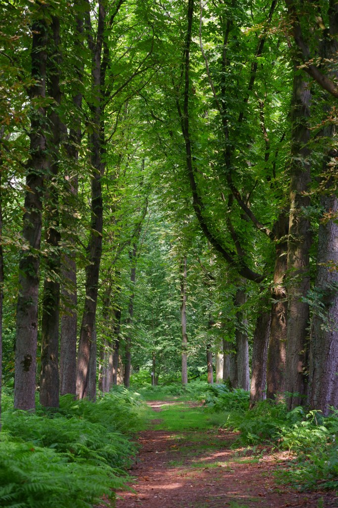 wandeling grotenhoutbos Vosselaar wandelknooppunt wandelroute wandelpad
