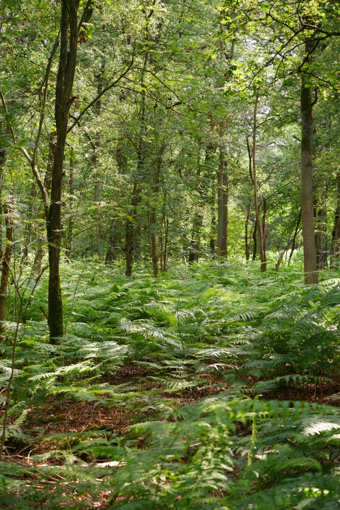 wandeling grotenhoutbos Vosselaar wandelknooppunt wandelroute wandelpad