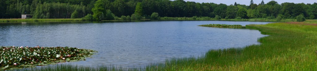 wandeling grotenhoutbos Vosselaar wandelknooppunt wandelroute vijver