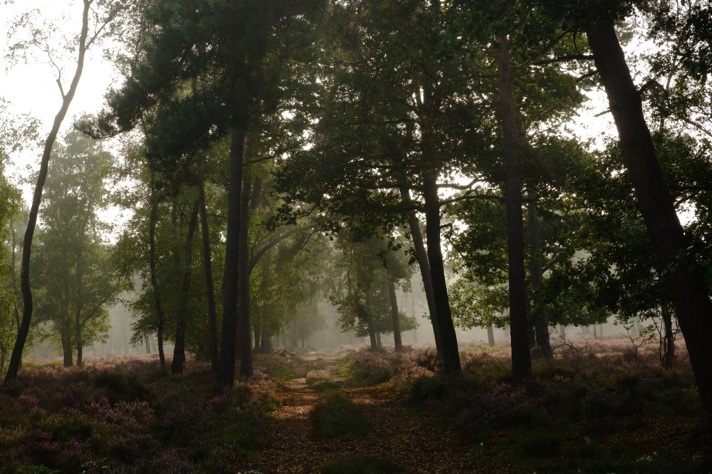 Vennengebied Turnhout wandelroute natuurreservaat natuurgebied  Hoogmoerheide heide wandeling Kempen 