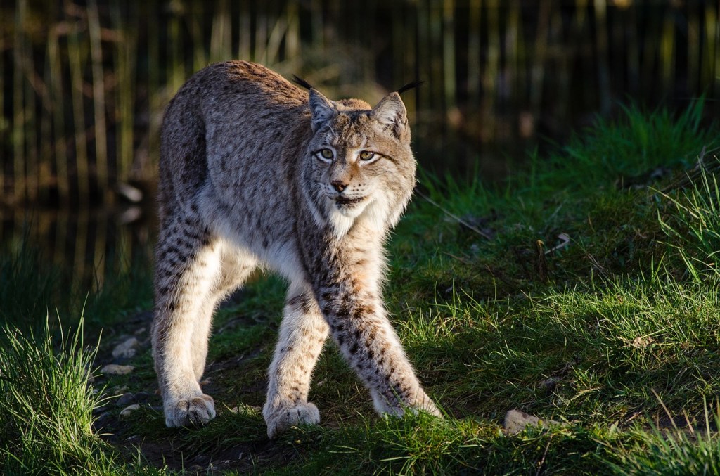 big five Europa wandelen Benelux wandeling lynx dieren wildpark