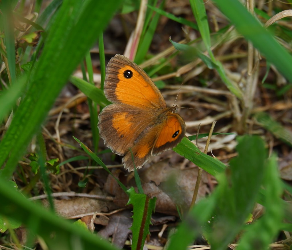 Wandelen vlinders herkennen natuurwandeling België Nederland Benelux oranje zandoogje