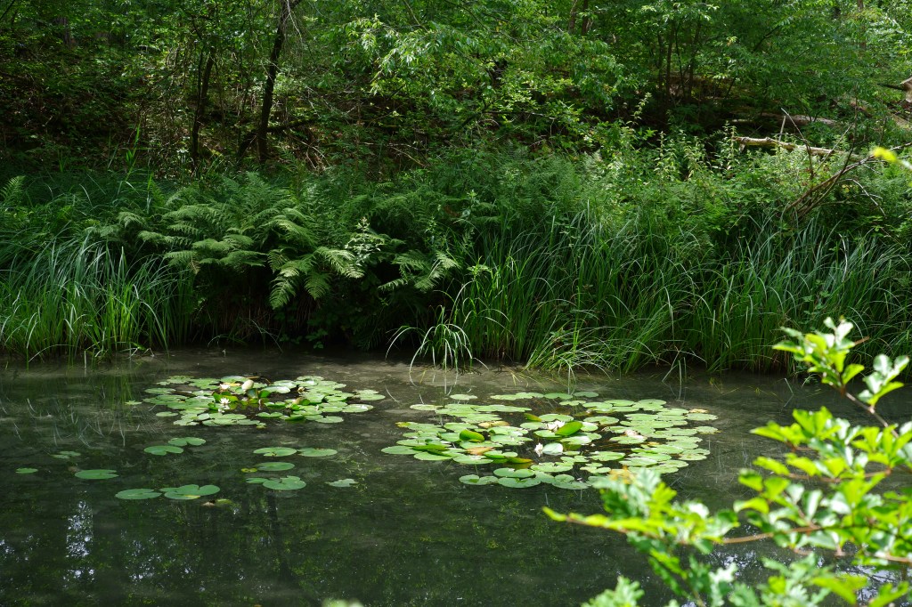 wandelroute wandelknooppunt knooppunt ravelse gewestbossen natuurgebied vijver waterlelies