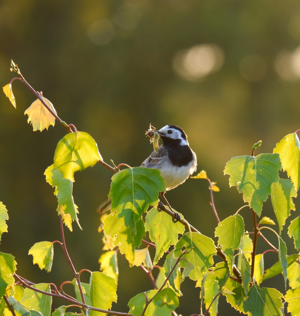 Vennengebied Turnhout wandelroute natuurreservaat natuurgebied vogel