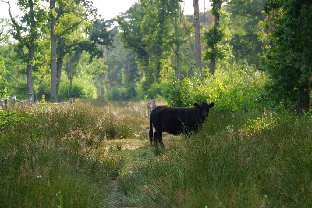 Vennengebied Turnhout wandelroute natuurreservaat natuurgebied koe