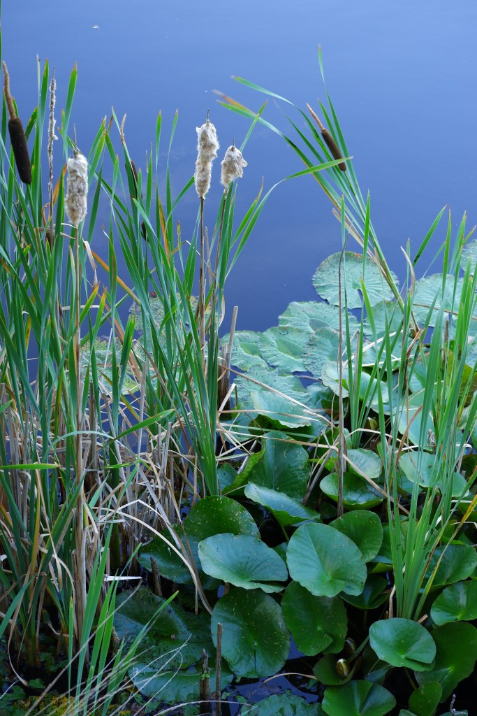 Vennengebied Turnhout wandelroute natuurreservaat natuurgebied waterlelies