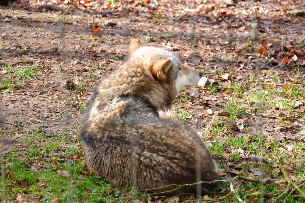 big five Europa wandelen Benelux wandeling wolf dieren wildpark