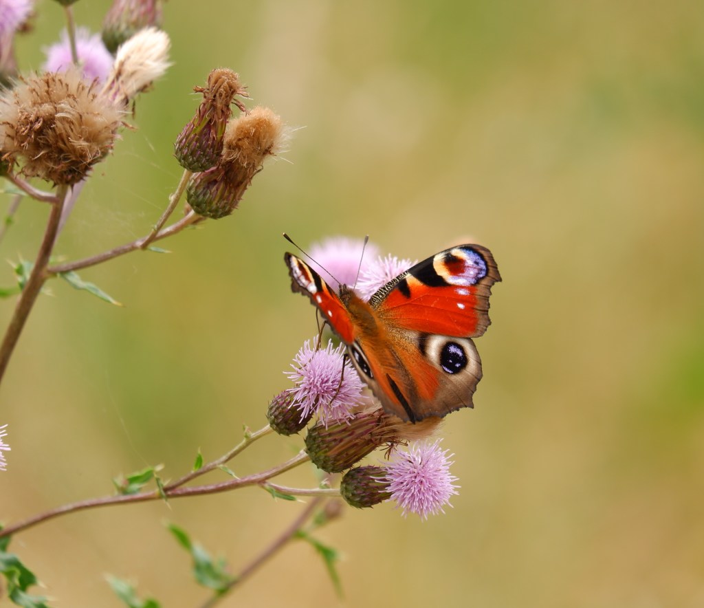 natuurfotografie wandelblog reisblog België Nederland vlinder