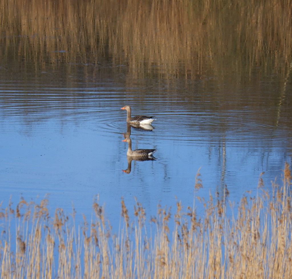 natuurdomein wandelen wandelroute knooppunten fietsen liereman kempen heide paardrijden
