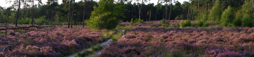 landschapsfotografie natuurfotografie heide liereman oud-turnhout