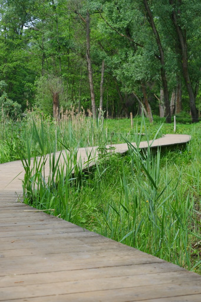 wandelen fietsen hobokense Polder
natuurgebied natuurdomein wandelroute