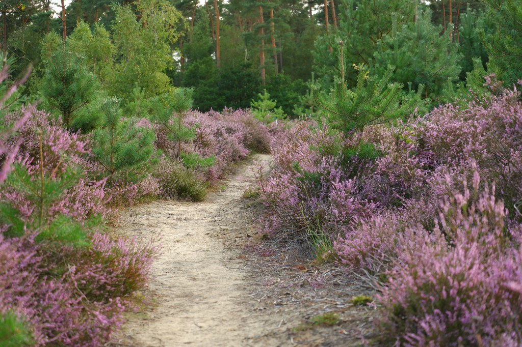 hoge rielen natuurdomein jeugdverblijf kamp kamperen wandelen wandelroute heide 