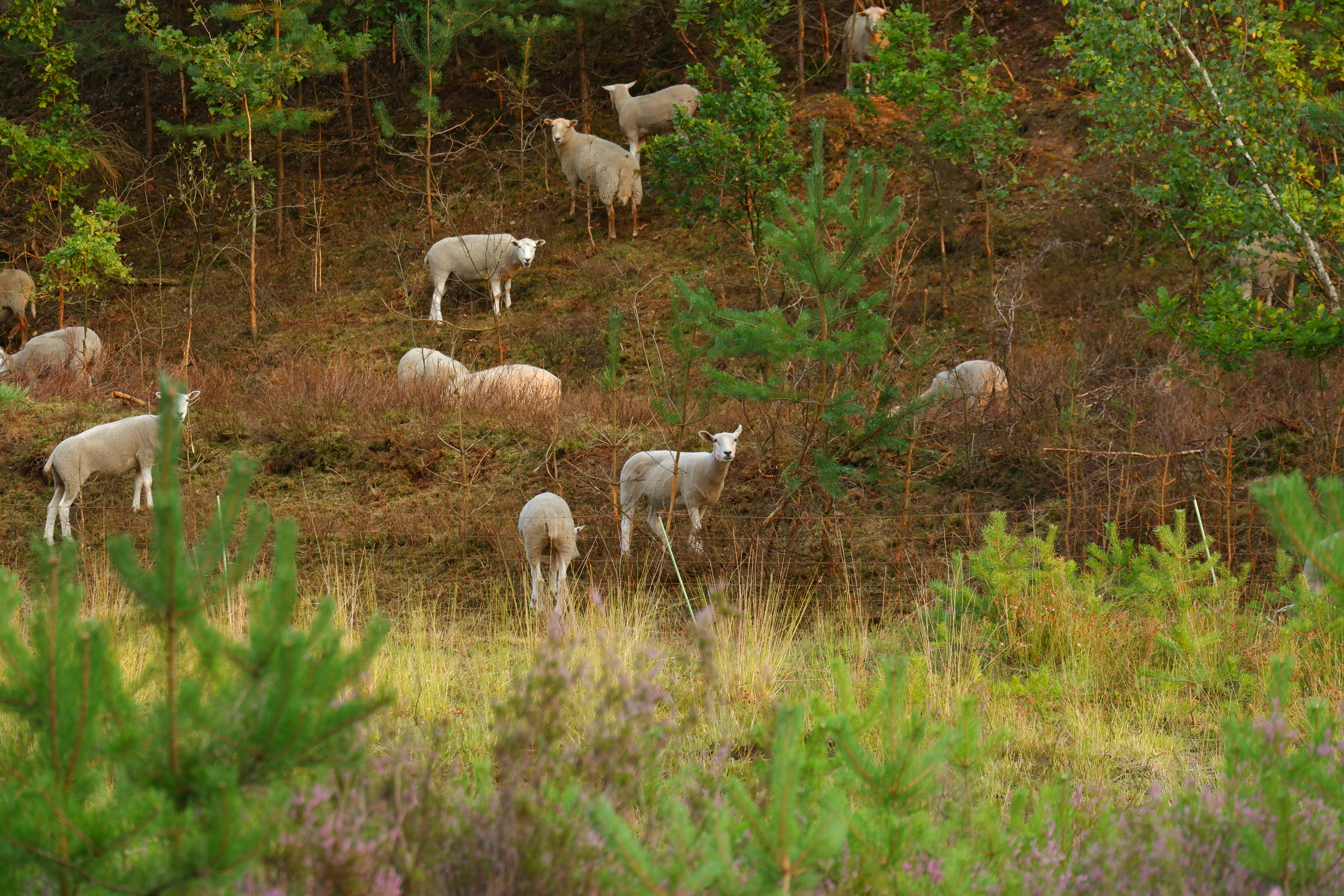 hoge rielen natuurdomein jeugdverblijf kamp kamperen wandelen wandelroute schapen