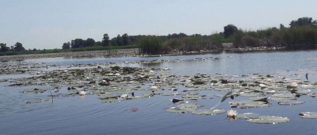 kano varen weerribben wieden nationaal park belt-schutsloot kanoën kano boot varen vijver meer 