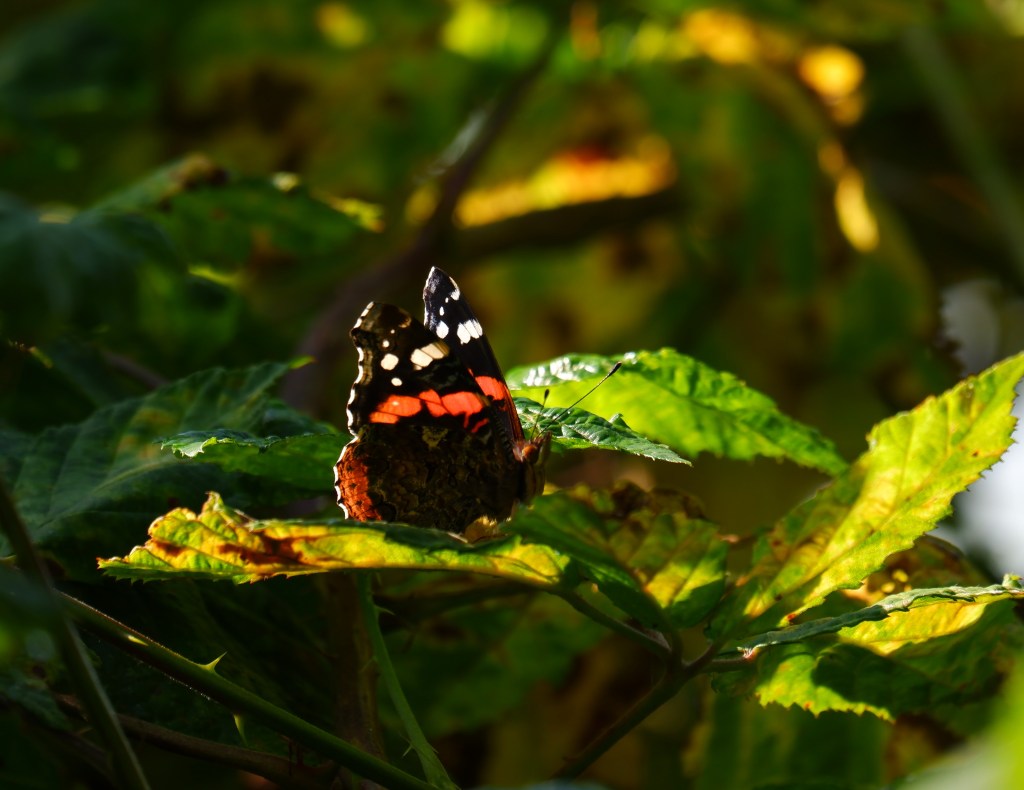 wandelen natuurwandeling wandelroute kolonie Wortel wandelknooppunt fietsknooppunt vlinder Atalanta