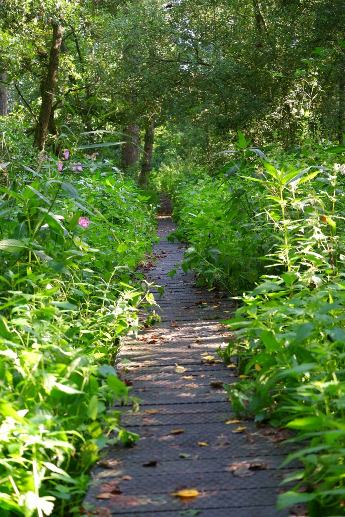 wandelen natuurwandeling wandelroute kolonie Wortel wandelknooppunt fietsknooppunt wandelpad