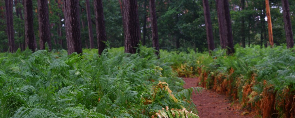 wandelen fietsen natuurpad lovenhoek 
natuurgebied natuurdomein wandelroute