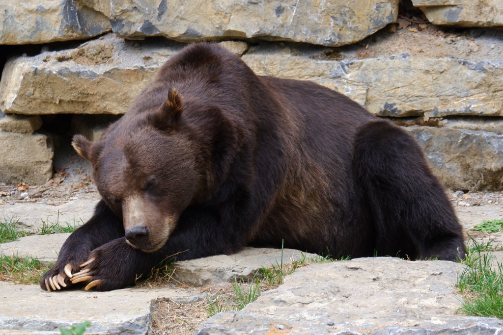 slapen kamperen nachtrust camping beer 