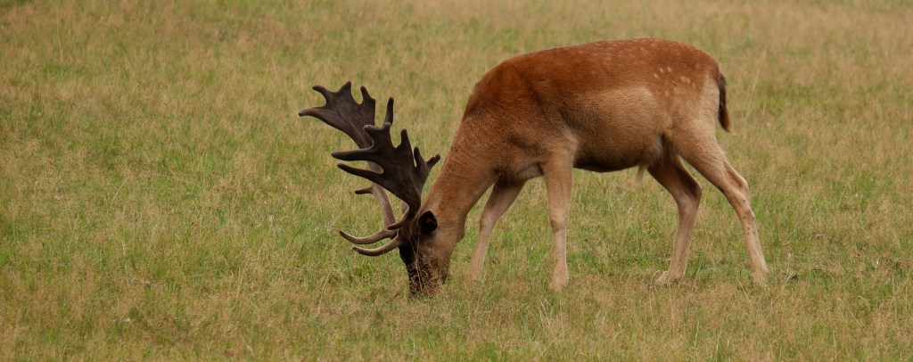 wandelen wandeling natuurwandeling wandelroute Wallonië Benelux Oostkantons hert