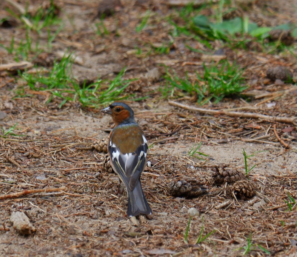 landschapsfotografie natuurfotografie vogel vink vogelfotografie