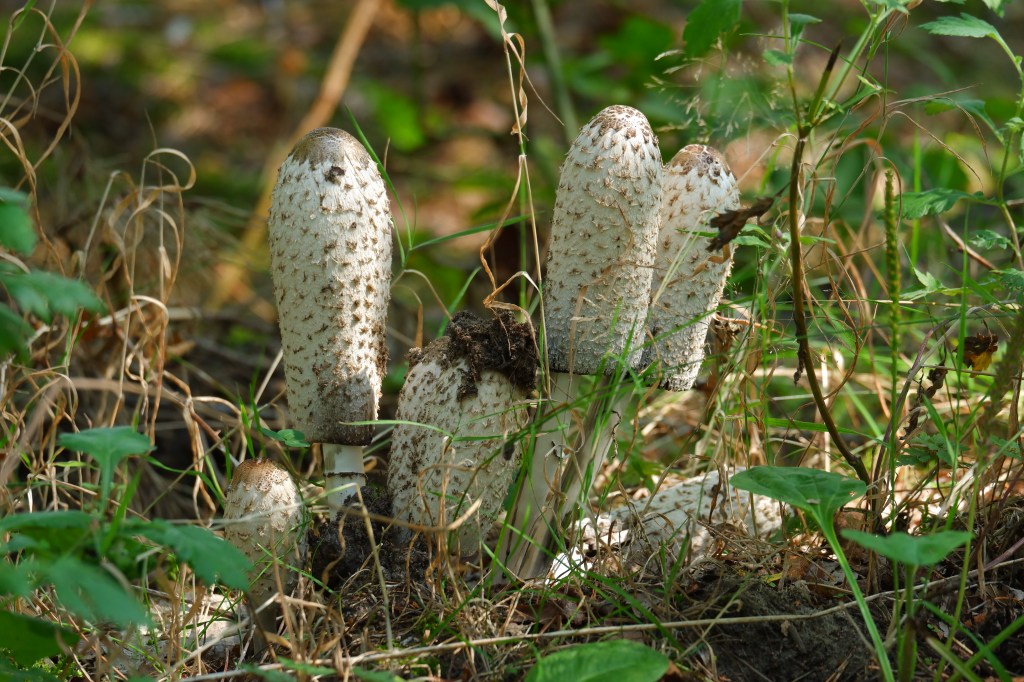 Zwart water Kasterlee wandelen natuurgebied wandeling Kempen Vlaanderen België