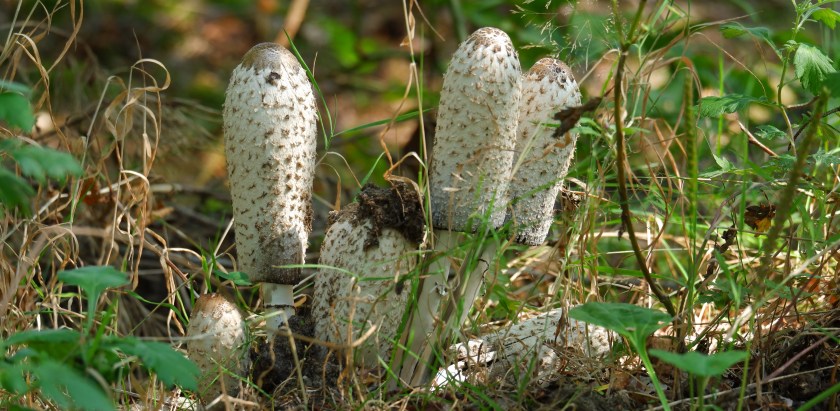 paddenstoelen wandelen natuurwandeling herfst 