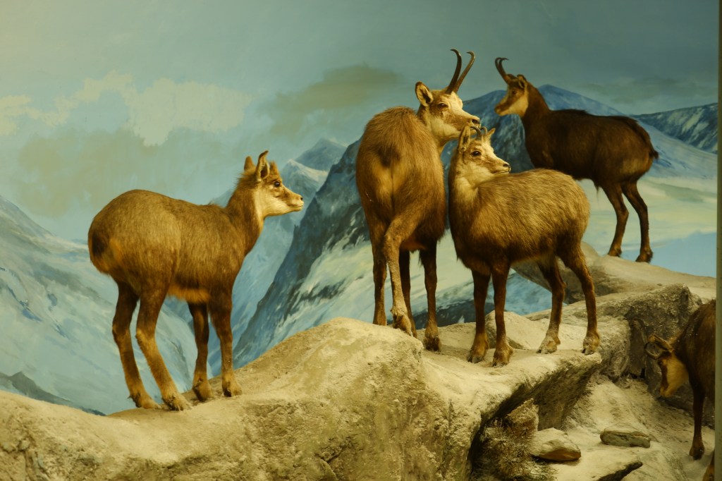 natuurmuseum Holterberg Holten Sallandse Heuvelrug Nederland