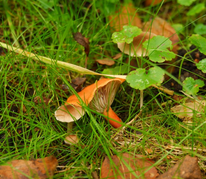 paddenstoelen wandelen natuurwandeling herfst 