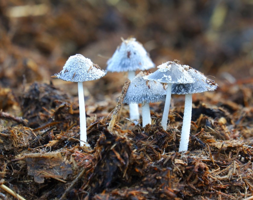 paddenstoelen wandelen natuurwandeling herfst 