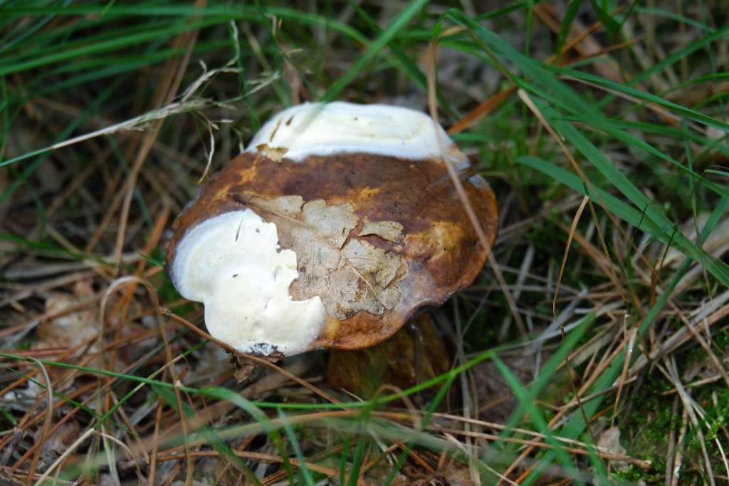 Zwart water Kasterlee wandelen natuurgebied wandeling Kempen Vlaanderen België