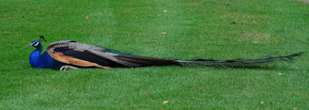 koninklijk paleis Apeldoorn  Het Loo pauw