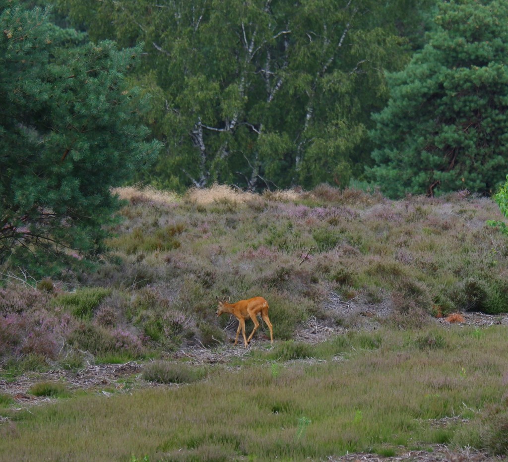 Sallandse heuvelrug hert heide