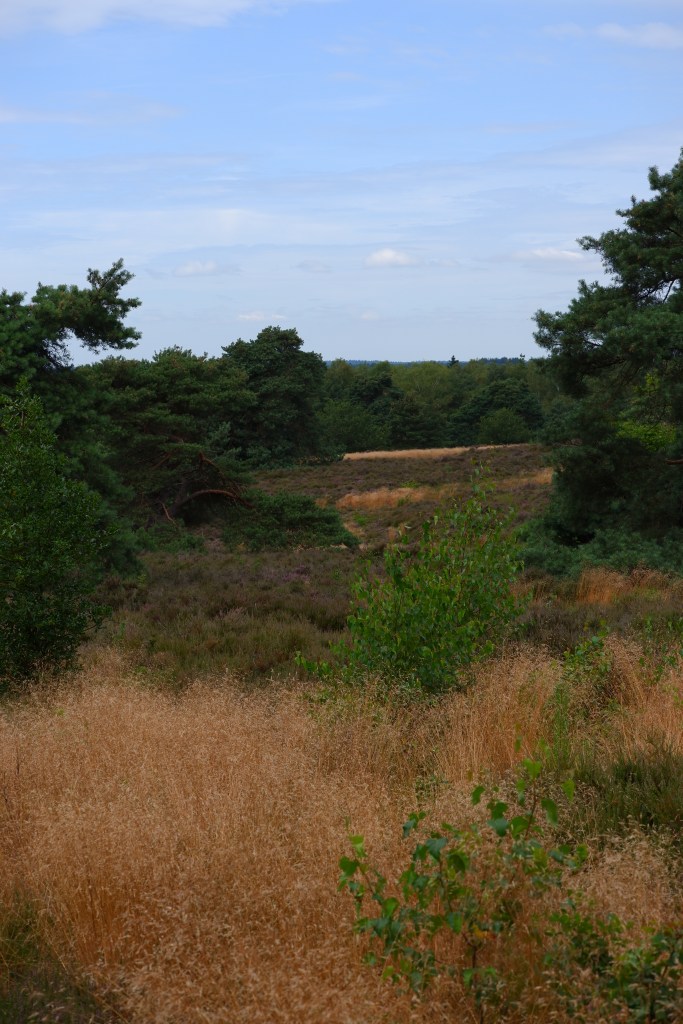 Sallandse heuvelrug nationaal park Overijsel Holten Nederland Benelux