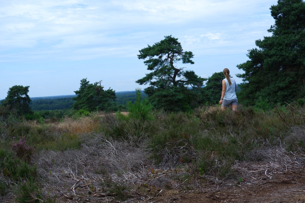 wandelen groene wandeling Sallandse heuvelrug groene wandeling