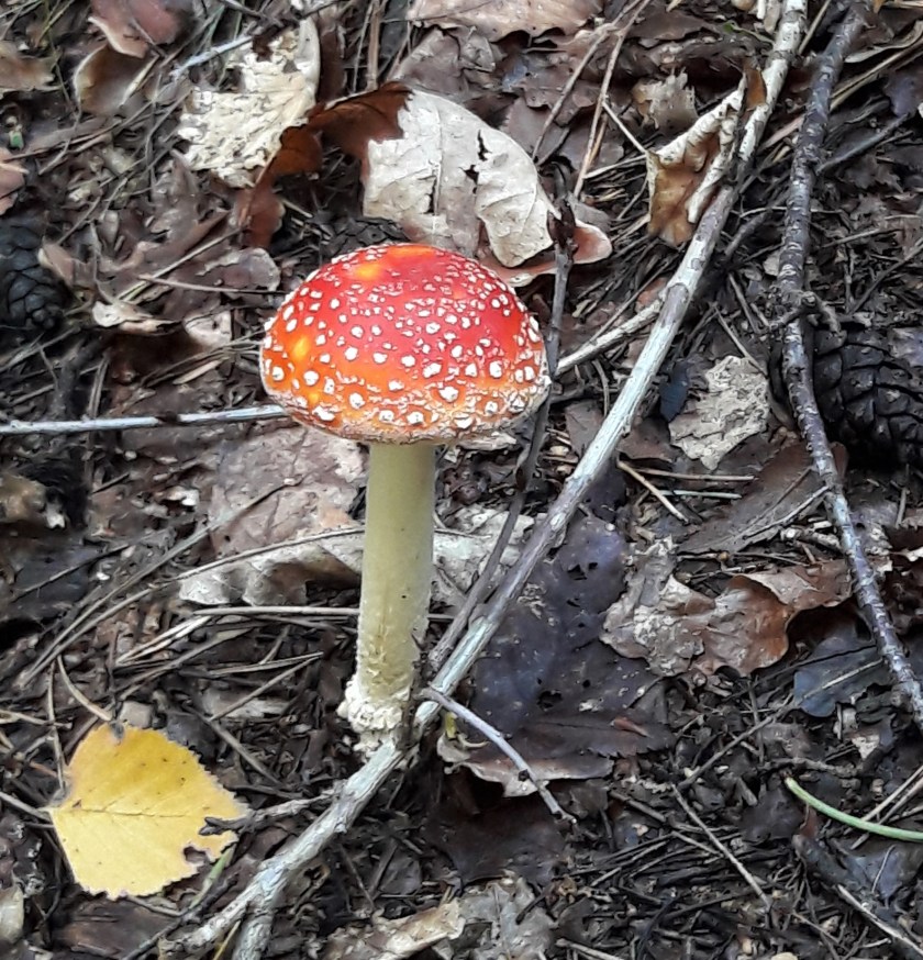 paddenstoelen wandelen natuurwandeling herfst 