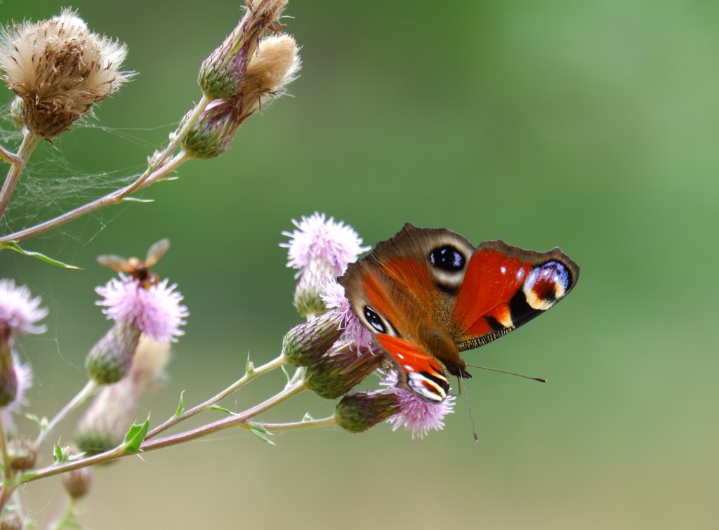 vlinder dagpauwoog sallandse heuvelrug Nederland Holten