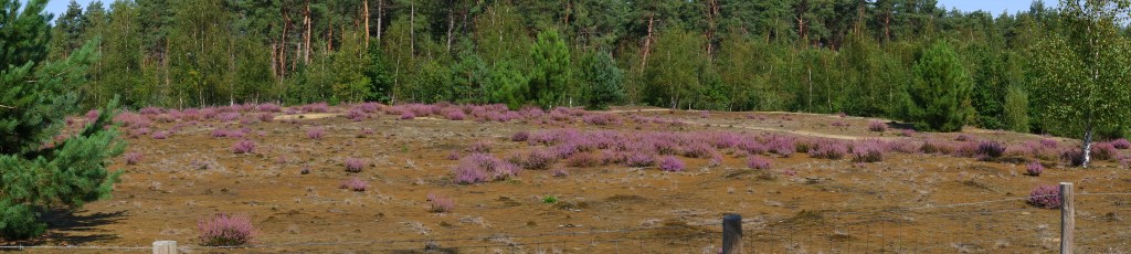 Zwart water Kasterlee wandelen natuurgebied wandeling Kempen Vlaanderen België